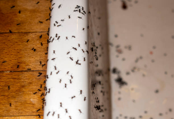 Wasp Removal Services in Bethany, WV